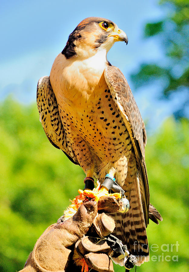 Falcon Photograph by Nigel Fletcher-Jones