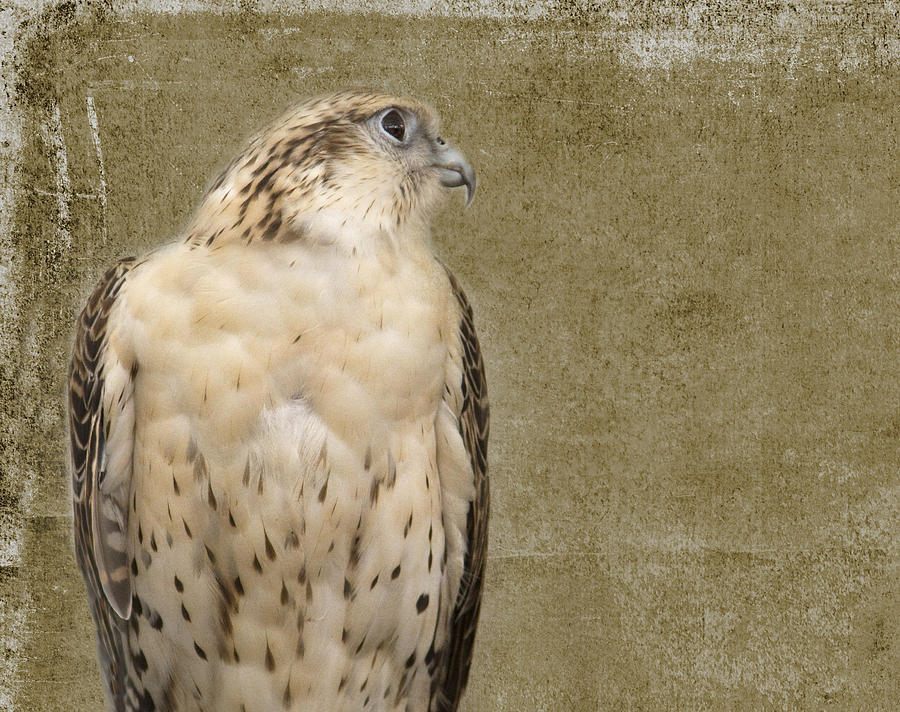 Falcon Photograph