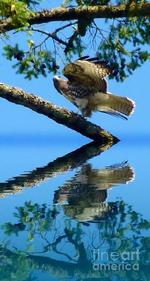 Falcon Reflect Photograph by Susan Garren