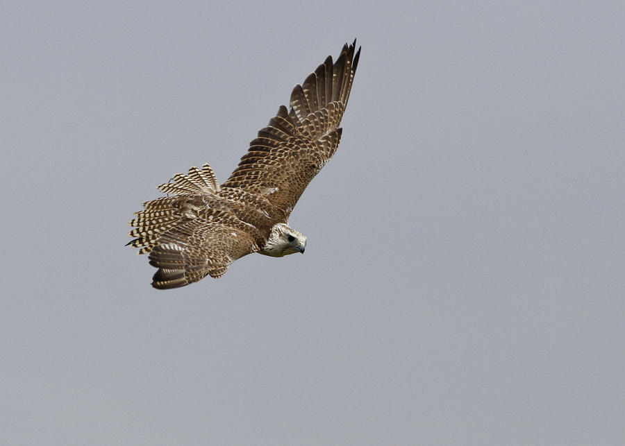 Falcon Photograph by Simon Gregory - Fine Art America