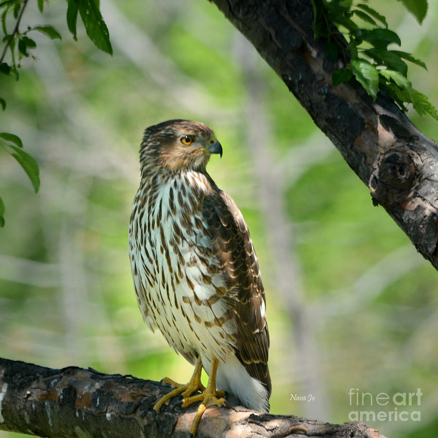 Falcon The Hunter Photograph by Nava Thompson