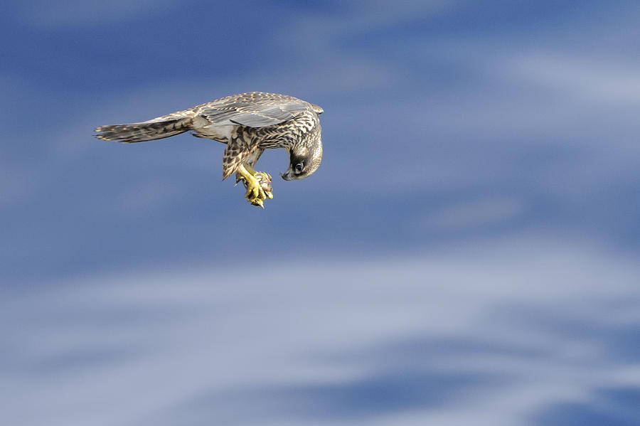 Falcon with prey Photograph by Bradford Martin