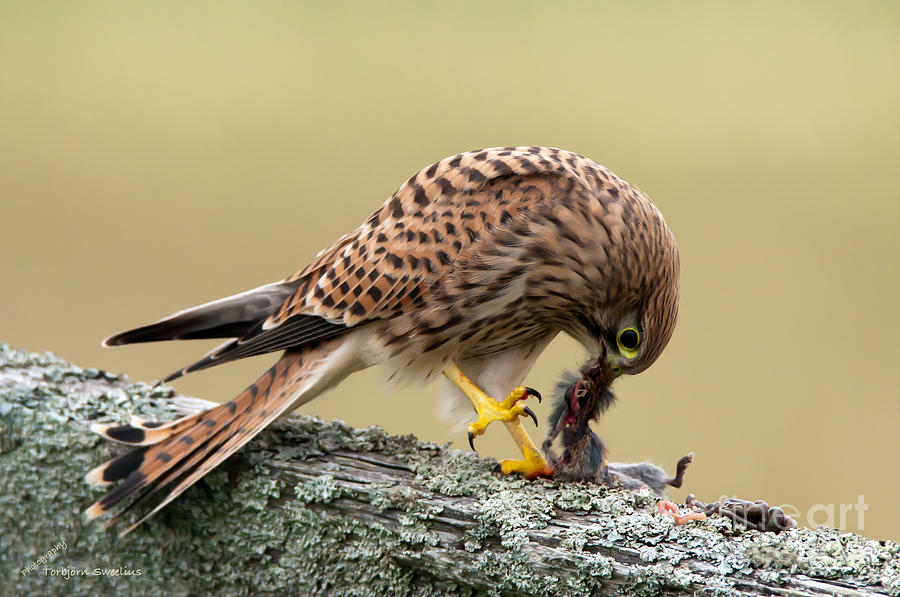 Falcons breakfast  Photograph by Torbjorn Swenelius