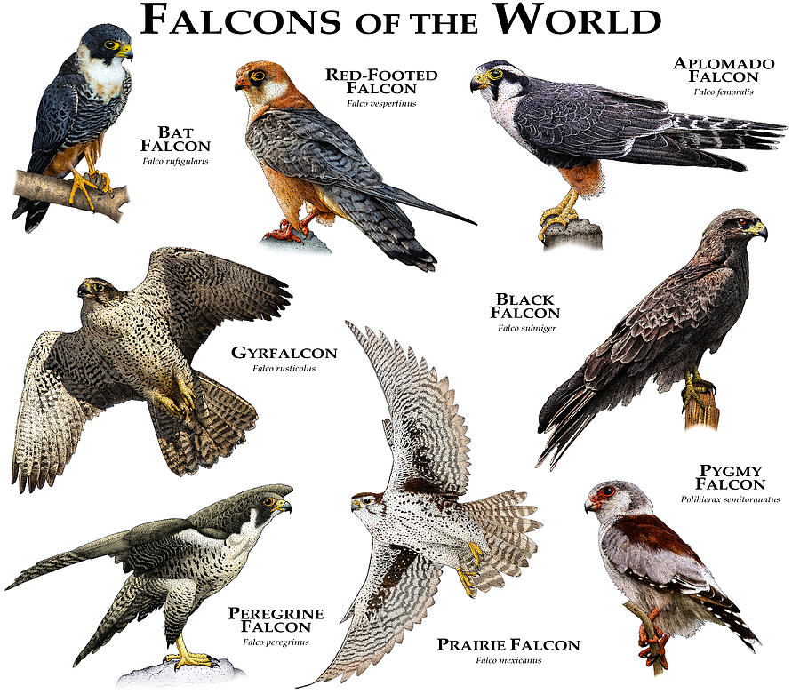 Wildlife Photograph - Falcons Of The World by Roger Hall