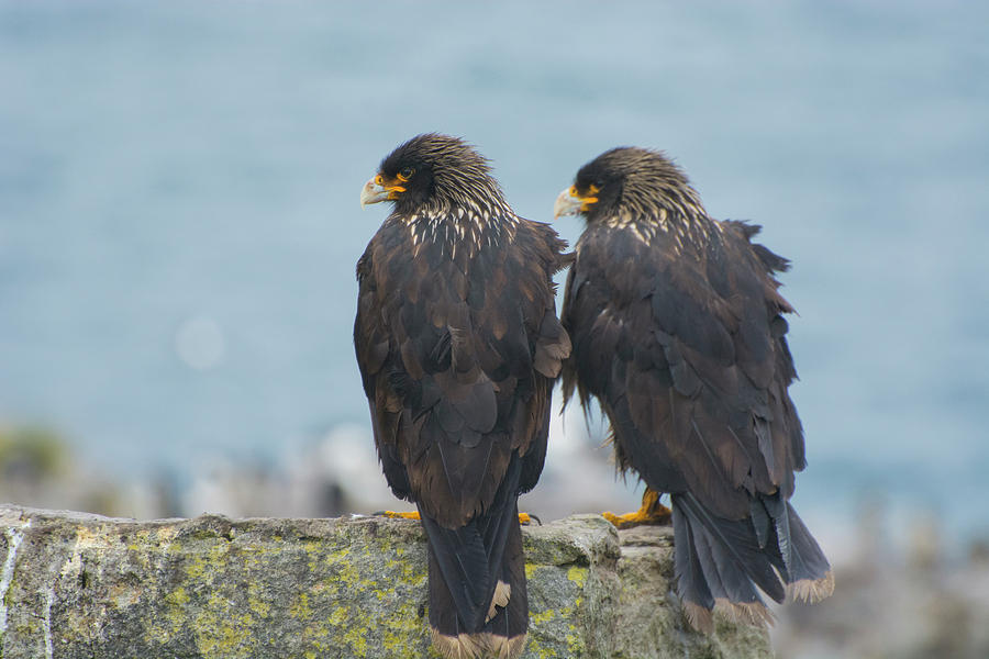 Falkland Islands Photograph by Inger Hogstrom - Pixels