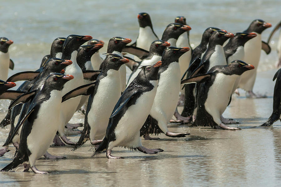 Penguin Photograph - Falkland Islands, Saunders Island by Jaynes Gallery
