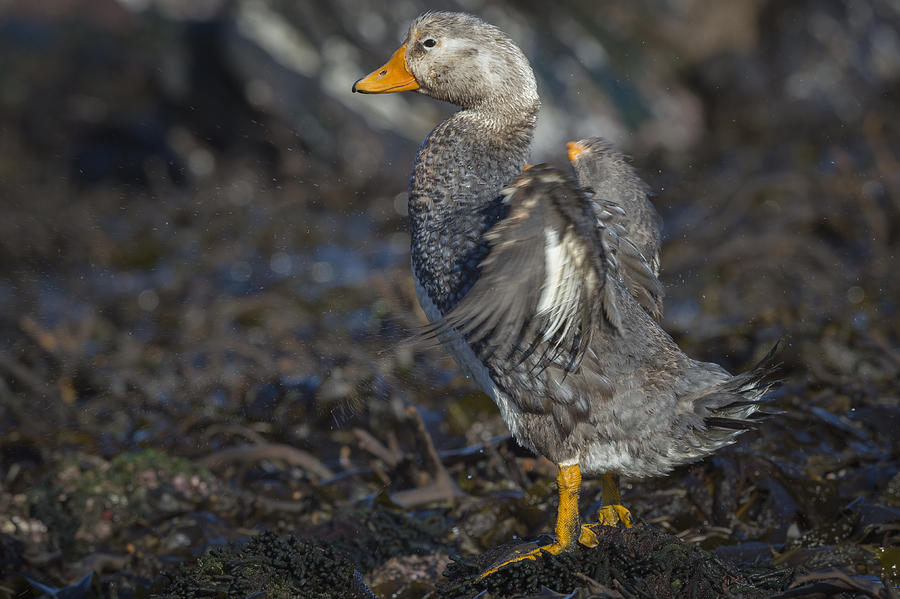 Falklands Flightless Steamer Duck Photograph by John Shaw Fine Art