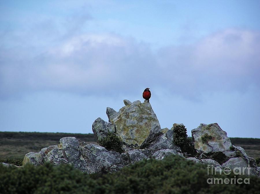 Falklands Robin Photograph by Michele Penner