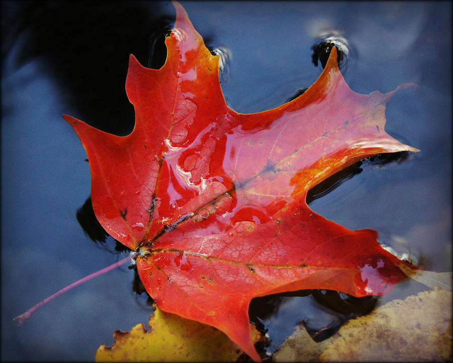 Fall 3D Maple Leaf in Water Photograph by Carol Toepke - Fine Art America