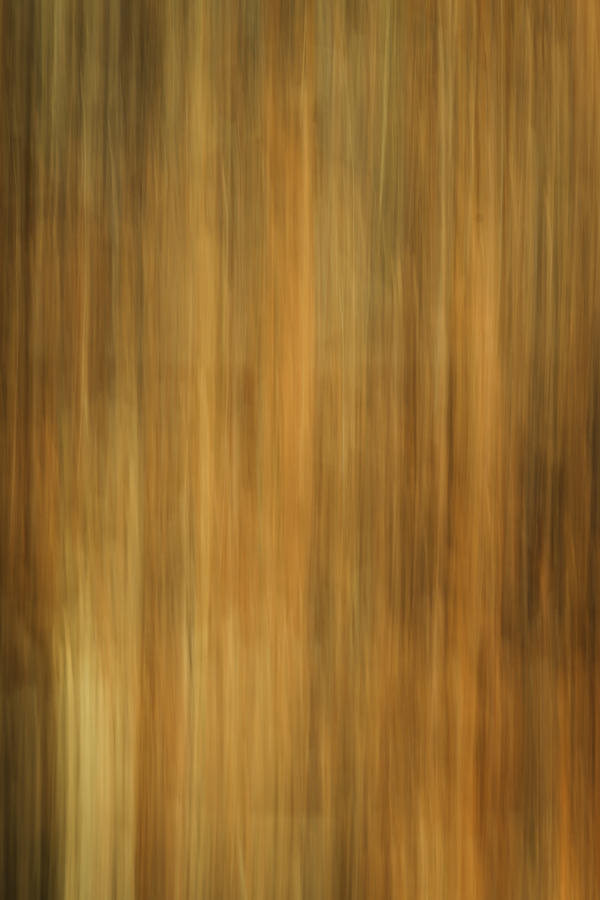 Fall Abstract Colors Photograph by Thomas Young