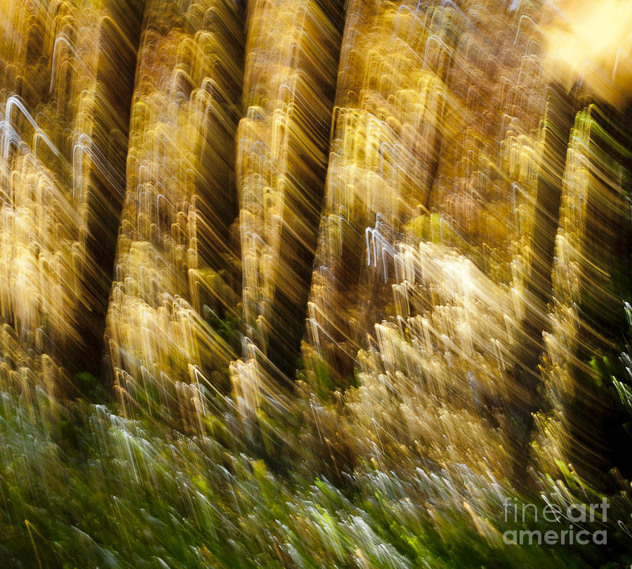 Fall abstract Photograph by Steven Ralser