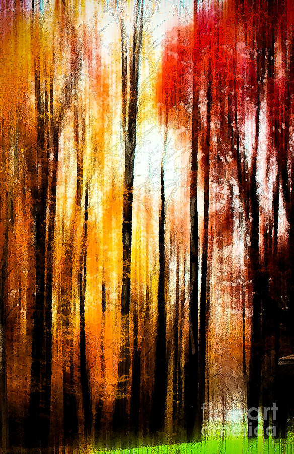 Abstract Photograph - Fall Abstract by Tom Gari Gallery-Three-Photography
