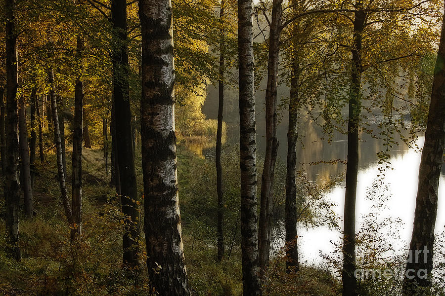 Fall afternoon in the woods Photograph by Inge Riis McDonald