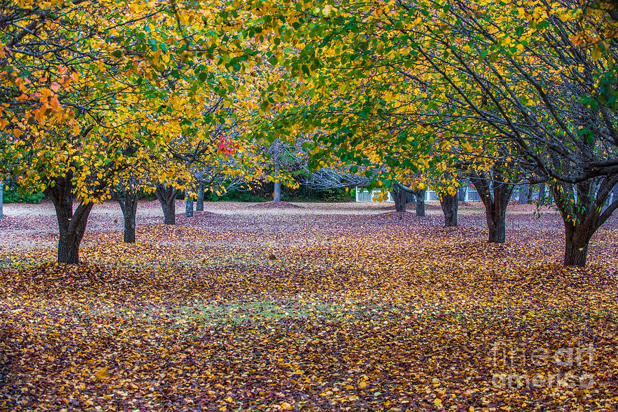 Fall Allee Photograph