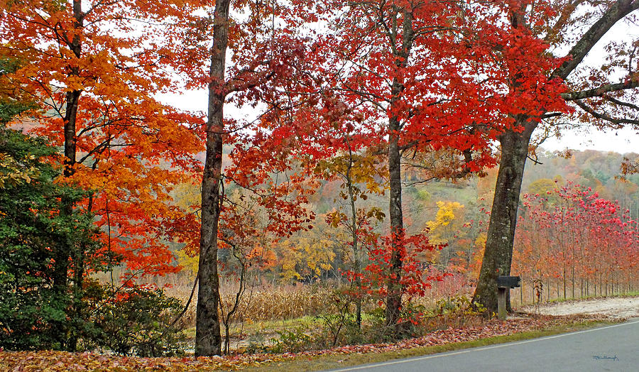 Fall along Silversteen Road Photograph by Duane McCullough
