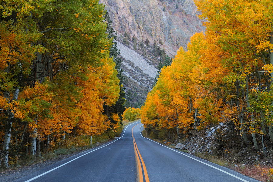 Fall along the road near Silver Lake in the Eastern Sierras Photograph by Jetson Nguyen