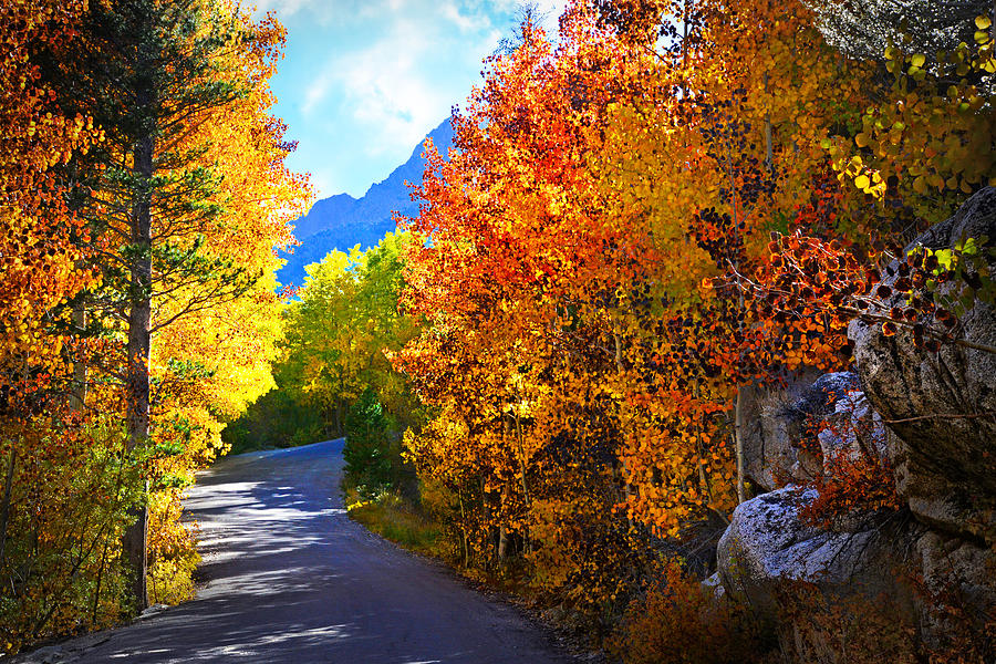Fall Along the Road to North Lake Photograph by Lynn Bauer
