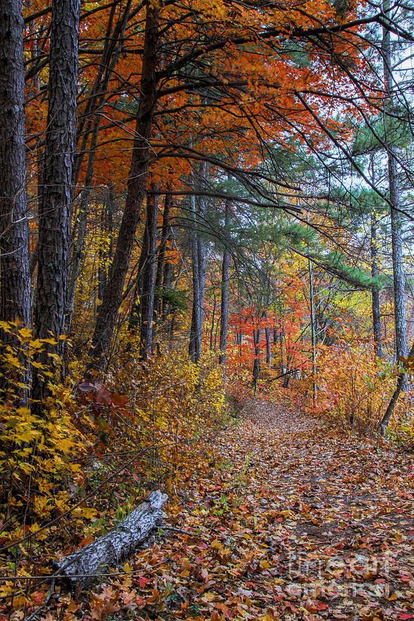 Fall along the Upper Lake Trail Photograph by Barbara Bowen