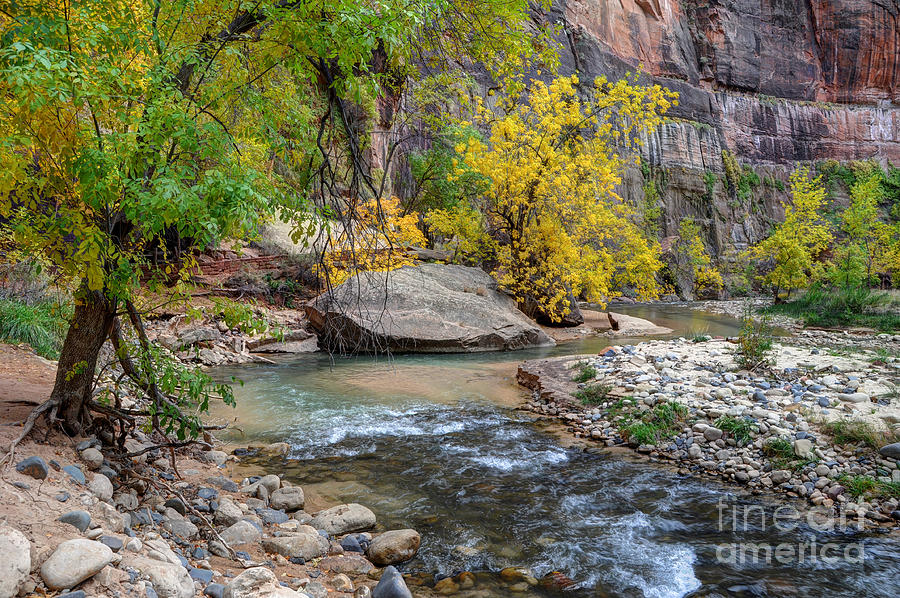 Fall Photograph - Fall along Virgin River in Zion National Park by Gary Whitton
