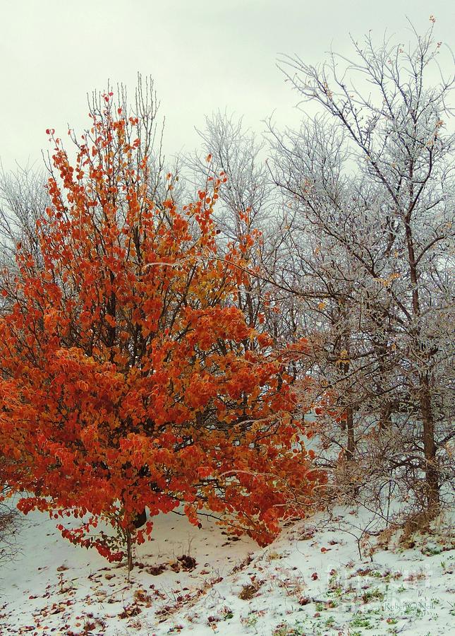 Fall and Winter 2 Photograph by Robert ONeil