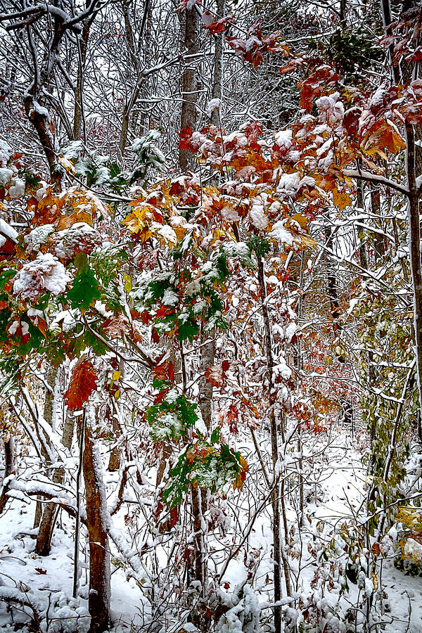 Fall and Winter Mixed Media by John Haldane