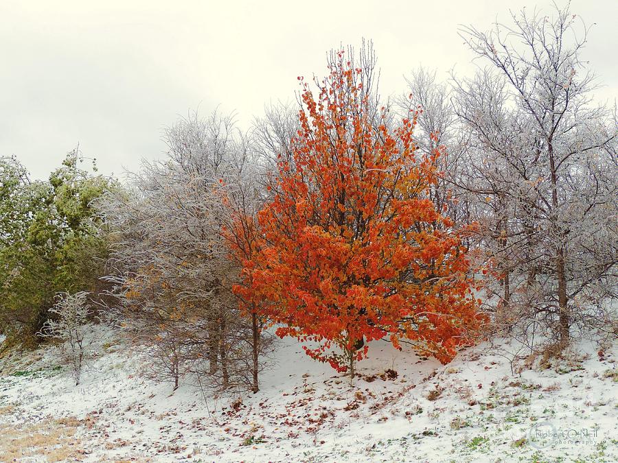 Fall and Winter Photograph by Robert ONeil