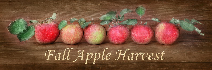 Fall Apple Harvest Photograph by Lori Deiter