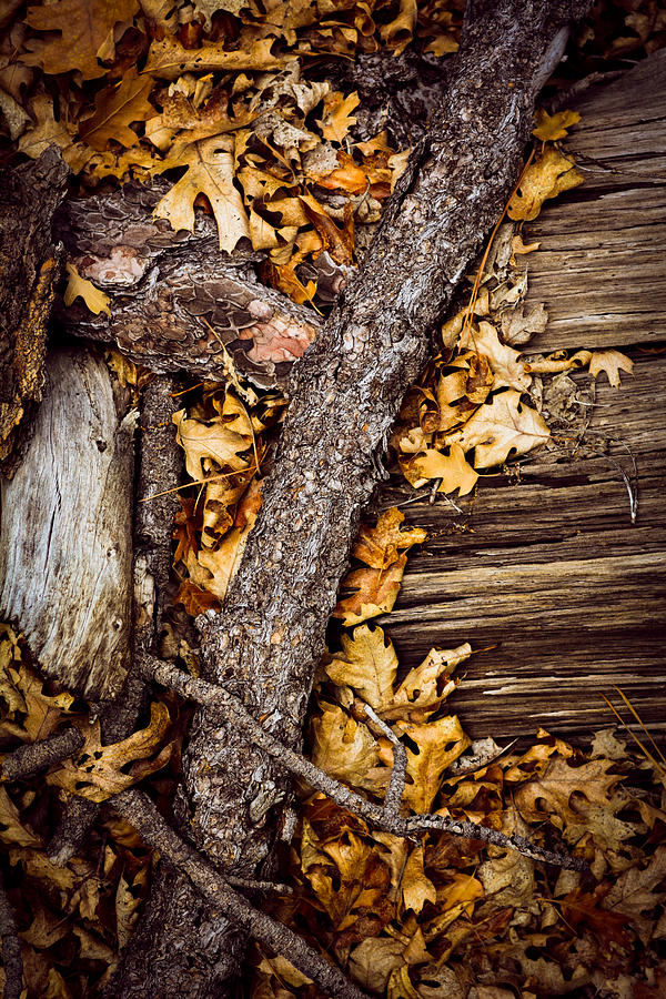 Fall Photograph - Fall  by AR Harrington Photography