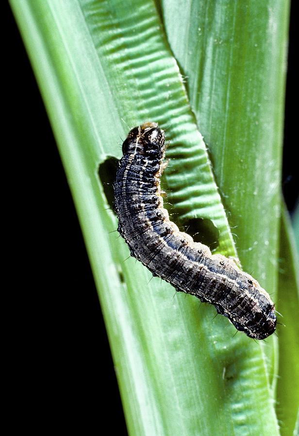 Nature Photograph - Fall Armyworm Caterpillar by Barry Fitzgerald/us Department Of Agriculture