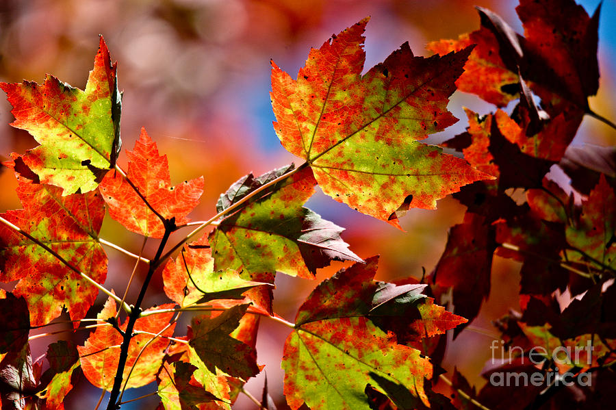 Fall Arrives Photograph by Cheryl Baxter