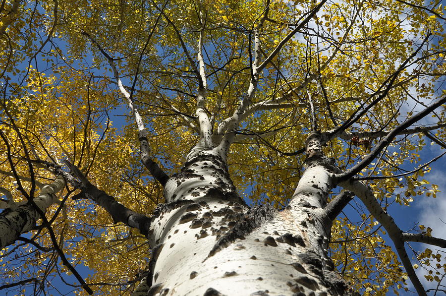 Gold Photograph - Fall Aspen by Frank Madia Gold Photograph - Fall Aspen by Frank Madia