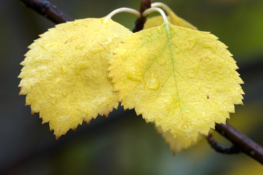 Fall Aspen Leaves after a rain Photograph by Gary Langley
