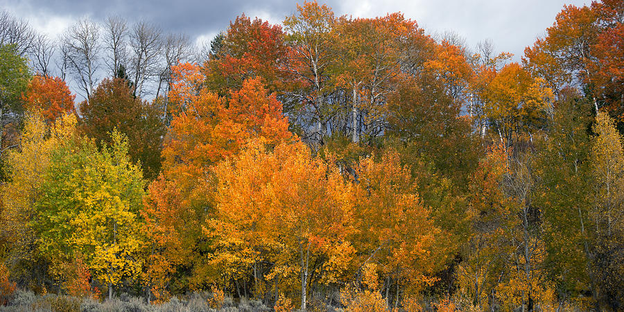 Fall Aspen Trees Photograph by Gary Langley