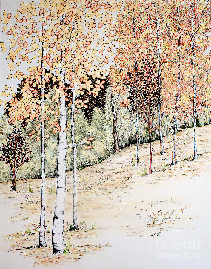 Fall Aspen Trees Drawing by Tammie Temple