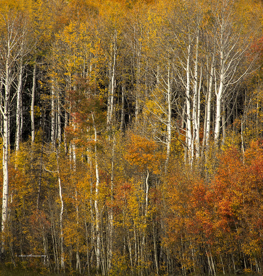 Fall Aspen Trees Wyoming Photograph by Sam Sherman | Fine Art America