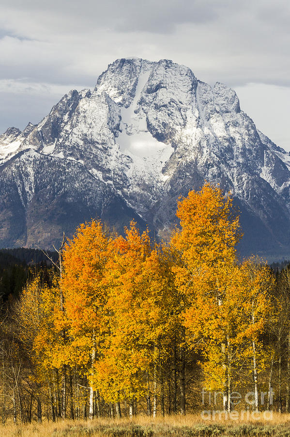 Fall Aspens And Mount Moran Photograph By Mike Cavaroc