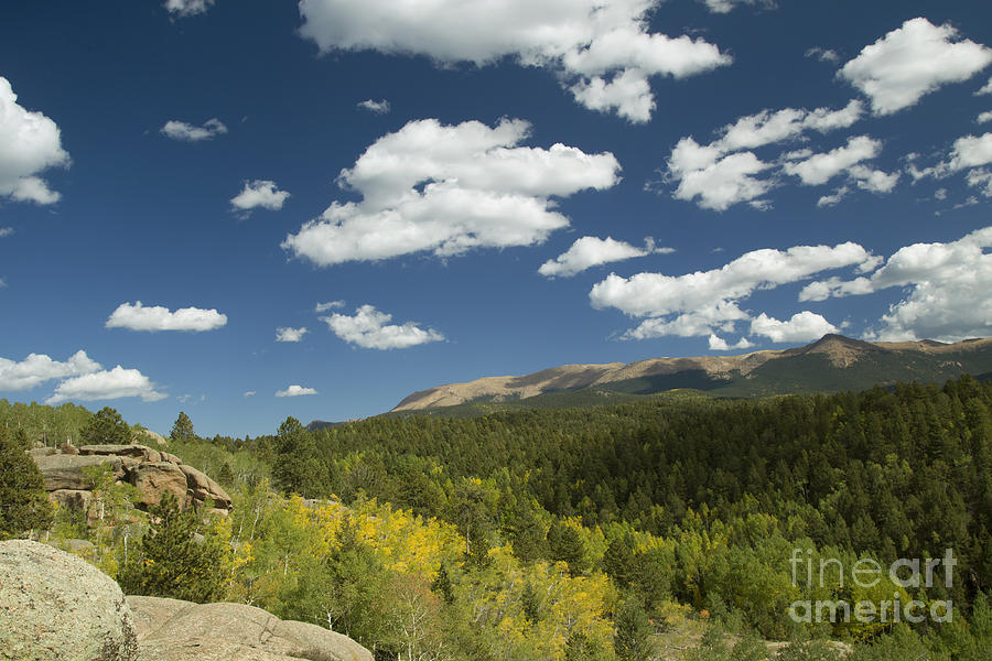 Fall Aspens Colorado Photograph by Jeanette French