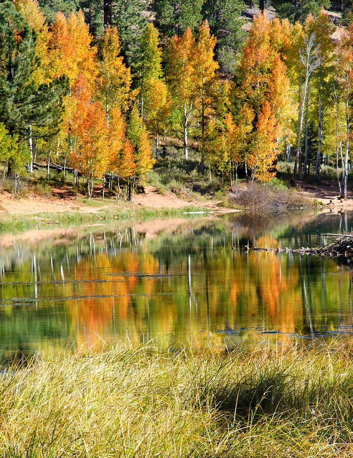 Fall Aspens Photograph by Darcy Grizzle - Fine Art America