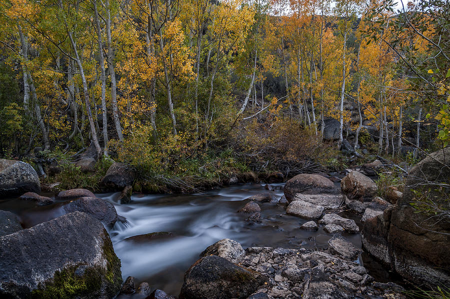 Fall Photograph - Fall at Bishop Creek by Cat Connor