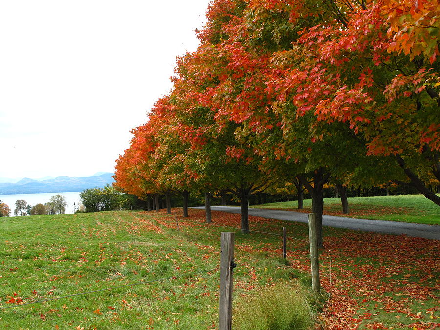 Fall at Shelbourne Farms Photograph by Barbara McDevitt