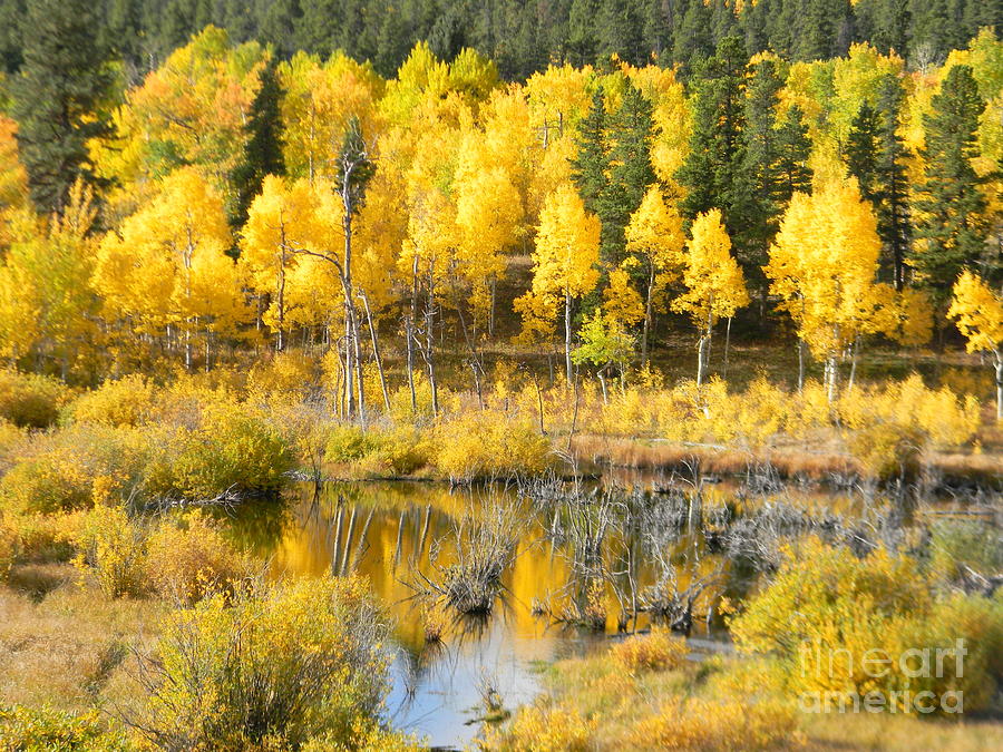 Fall at the beaver pond Photograph by Michael Shaft - Fine Art America