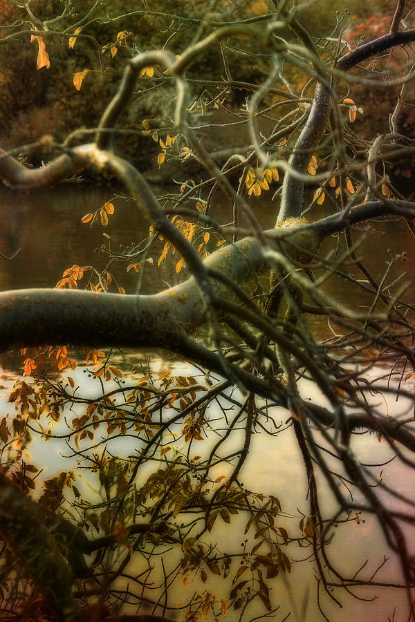 Fall at the Creek Photograph by Ellen Heaverlo