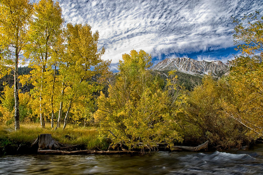 Tree Photograph - Fall at Tioga Pass by Cat Connor