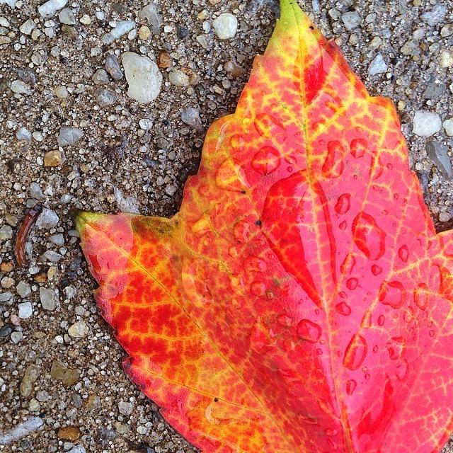 Fall Photograph - #fall #autumn #leaves #details #stone by Melaney Wolf