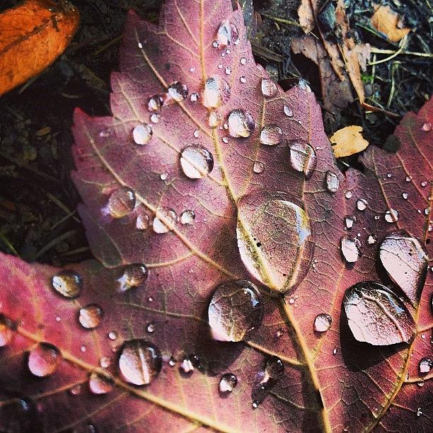Nature Photograph - #fall #autumn #seasons #colors #leaves by Megan Rudman