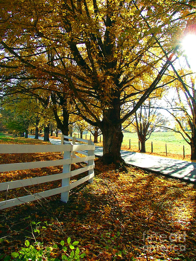 Fall Back Roads Photograph by Jt PhotoDesign - Fine Art America