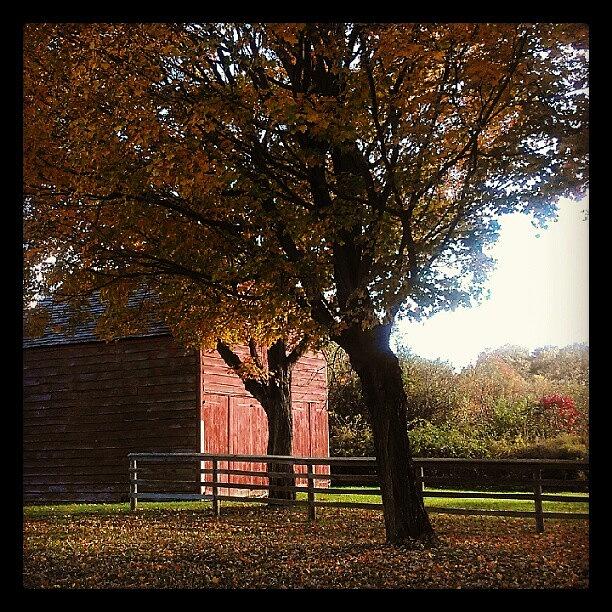 Tree Photograph - #fall #barn #trees #longisland by Visions Photography by LisaMarie