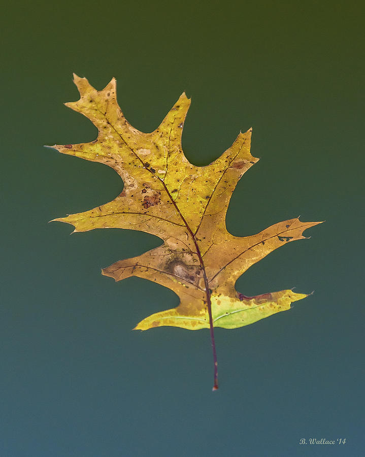 Fall Photograph - Fall Beginnings by Brian Wallace