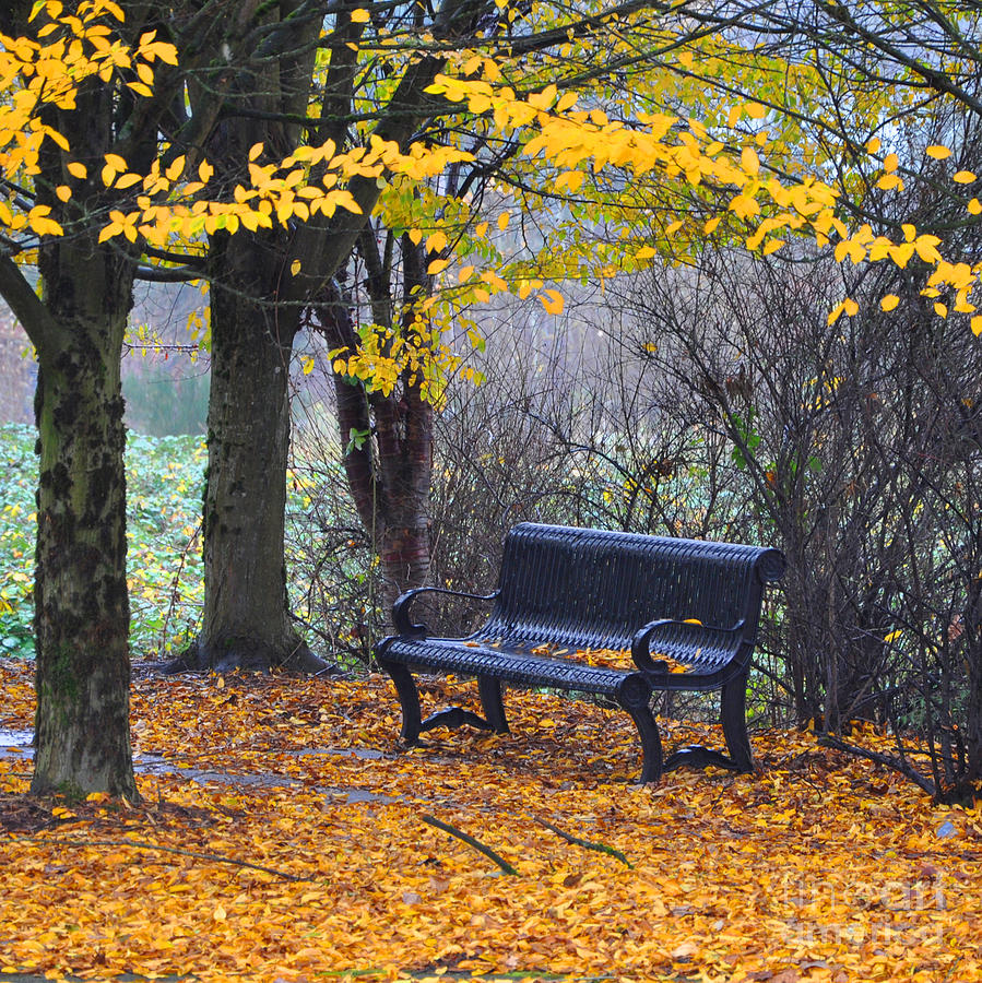 Fall Park Bench Photograph by Kirt Tisdale
