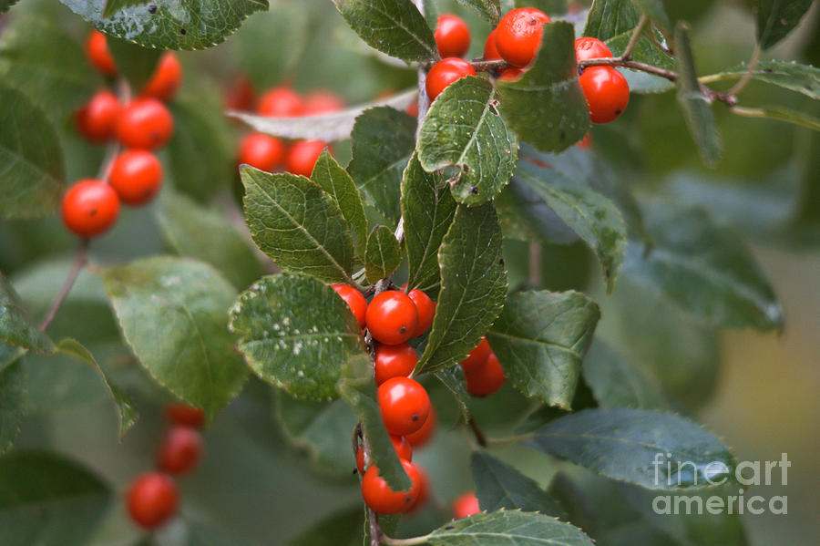Fall Berries Photograph by Cheryl Baxter